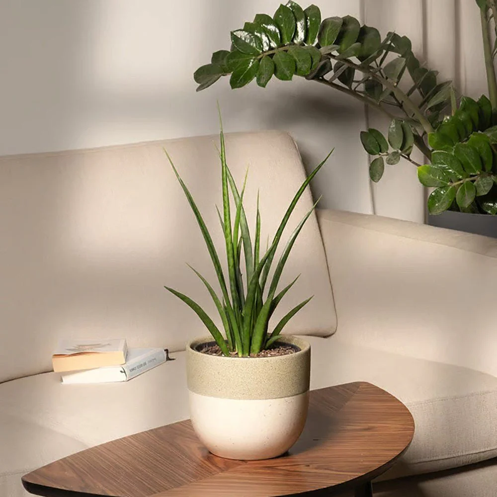 Sansevieria (Limba Soacrei) Kirkii Friends, 50-60 cm - Image 6