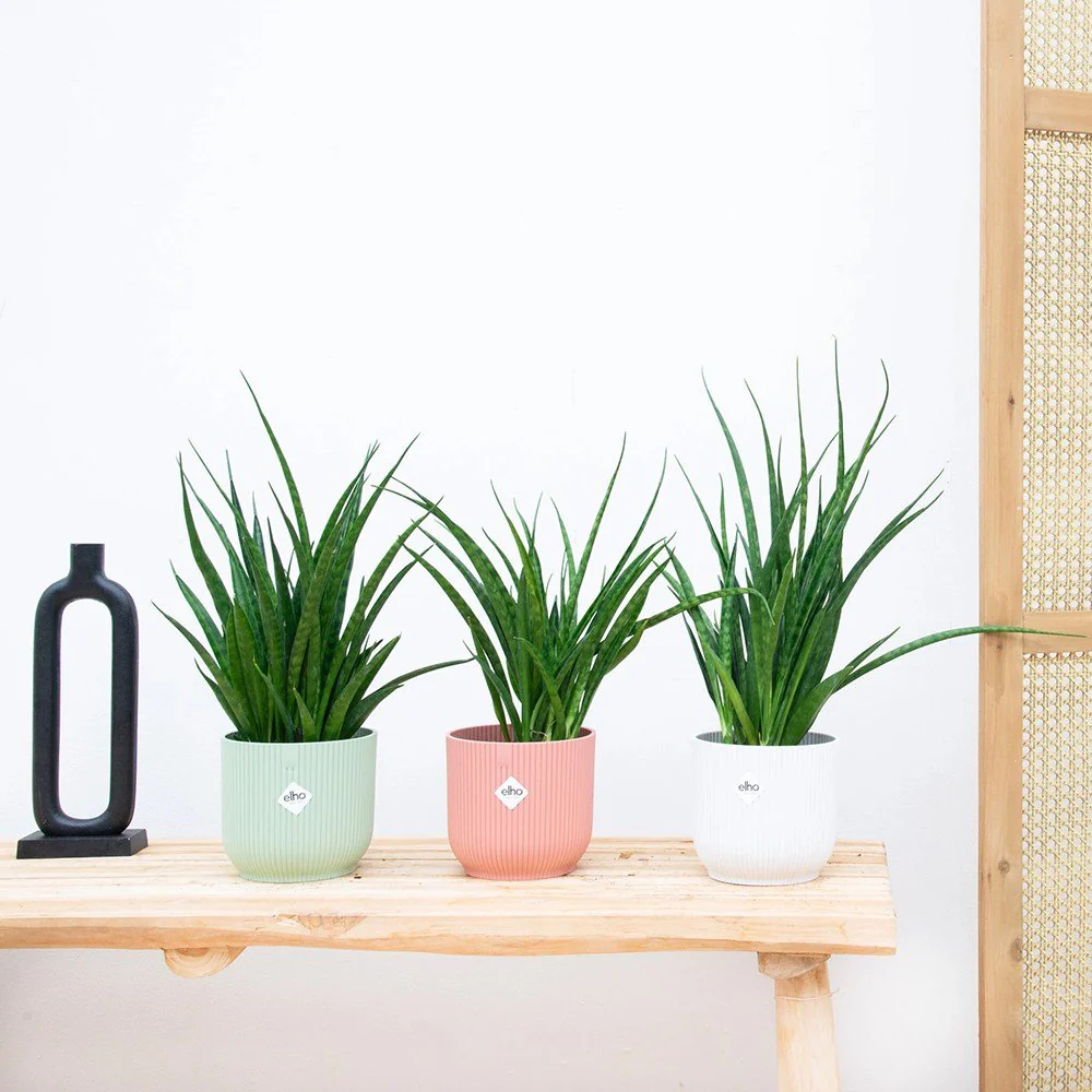 Sansevieria (Limba Soacrei) Kirkii Friends, 50-60 cm - Image 7