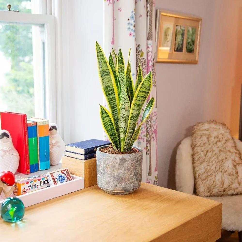 Sansevieria (Limba Soacrei) Laurentii, 40 cm, planta de interior purificatoare de aer, frunze verzi cu margini galbene elegante, ingrijire foatre usoara - Image 10