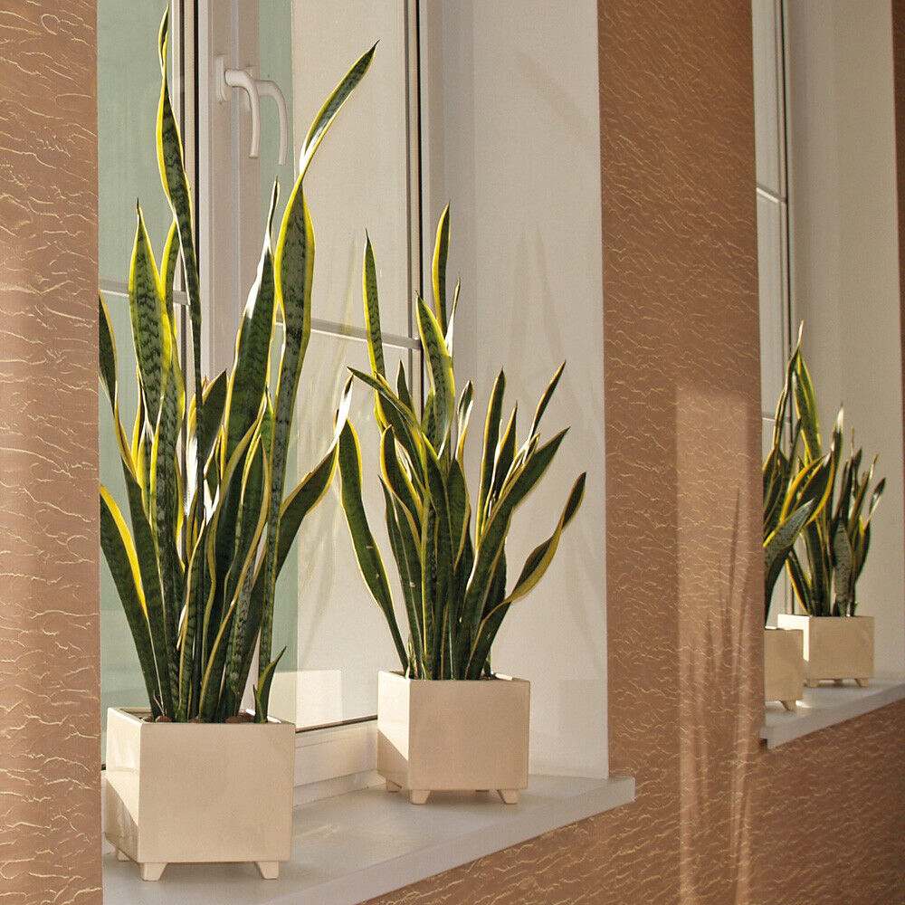 Sansevieria (Limba Soacrei) Laurentii, 40 cm, planta de interior purificatoare de aer, frunze verzi cu margini galbene elegante, ingrijire foatre usoara - Image 12