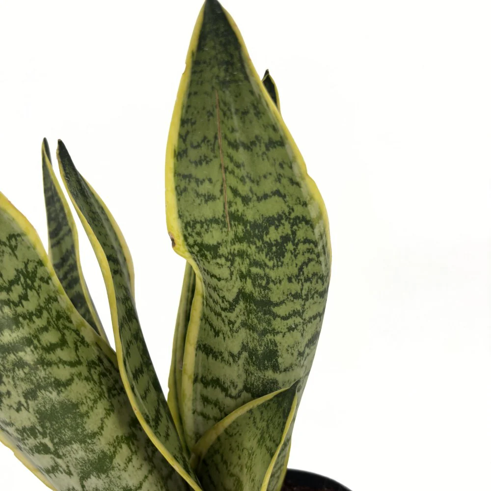 Sansevieria (Limba Soacrei) Laurentii, 40 cm, planta de interior purificatoare de aer, frunze verzi cu margini galbene elegante, ingrijire foatre usoara - Image 15