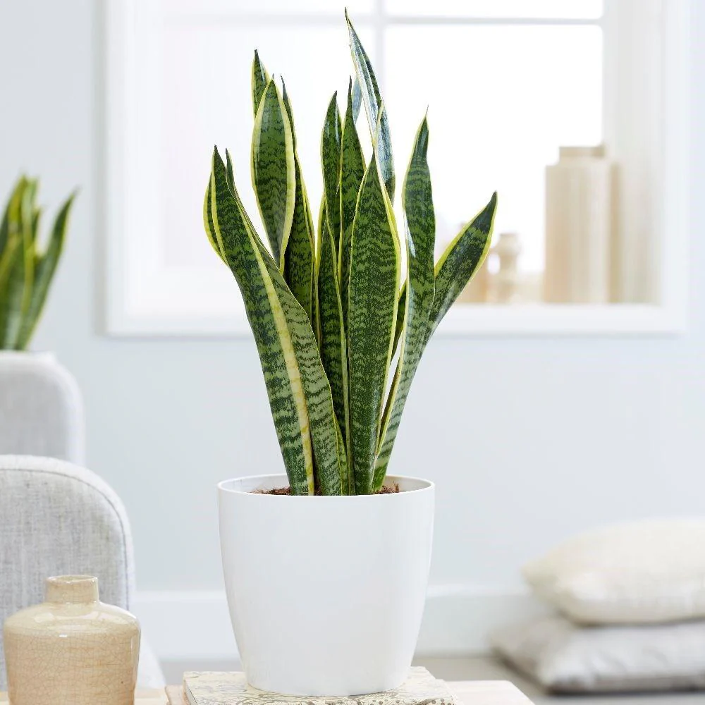 Sansevieria (Limba Soacrei) Laurentii, 40 cm, planta de interior purificatoare de aer, frunze verzi cu margini galbene elegante, ingrijire foatre usoara - Image 3