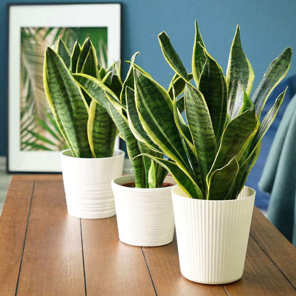 Sansevieria (Limba Soacrei) Laurentii, 40 cm, planta de interior purificatoare de aer, frunze verzi cu margini galbene elegante, ingrijire foatre usoara - Image 4