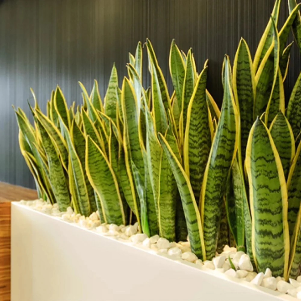 Sansevieria (Limba Soacrei) Laurentii, 40 cm, planta de interior purificatoare de aer, frunze verzi cu margini galbene elegante, ingrijire foatre usoara - Image 5