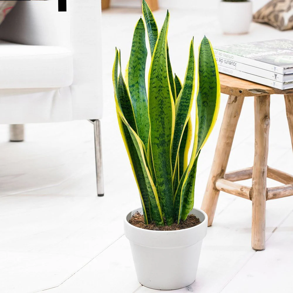 Sansevieria (Limba Soacrei) Laurentii, 40 cm, planta de interior purificatoare de aer, frunze verzi cu margini galbene elegante, ingrijire foatre usoara - Image 6