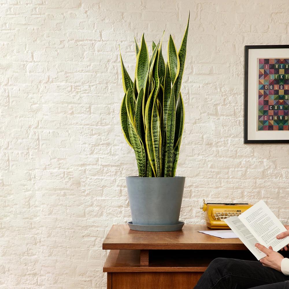 Sansevieria (Limba Soacrei) Laurentii, 40 cm, planta de interior purificatoare de aer, frunze verzi cu margini galbene elegante, ingrijire foatre usoara - Image 7