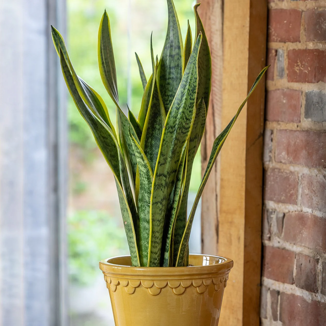 Sansevieria (Limba Soacrei) Laurentii, 40 cm, planta de interior purificatoare de aer, frunze verzi cu margini galbene elegante, ingrijire foatre usoara - Image 8