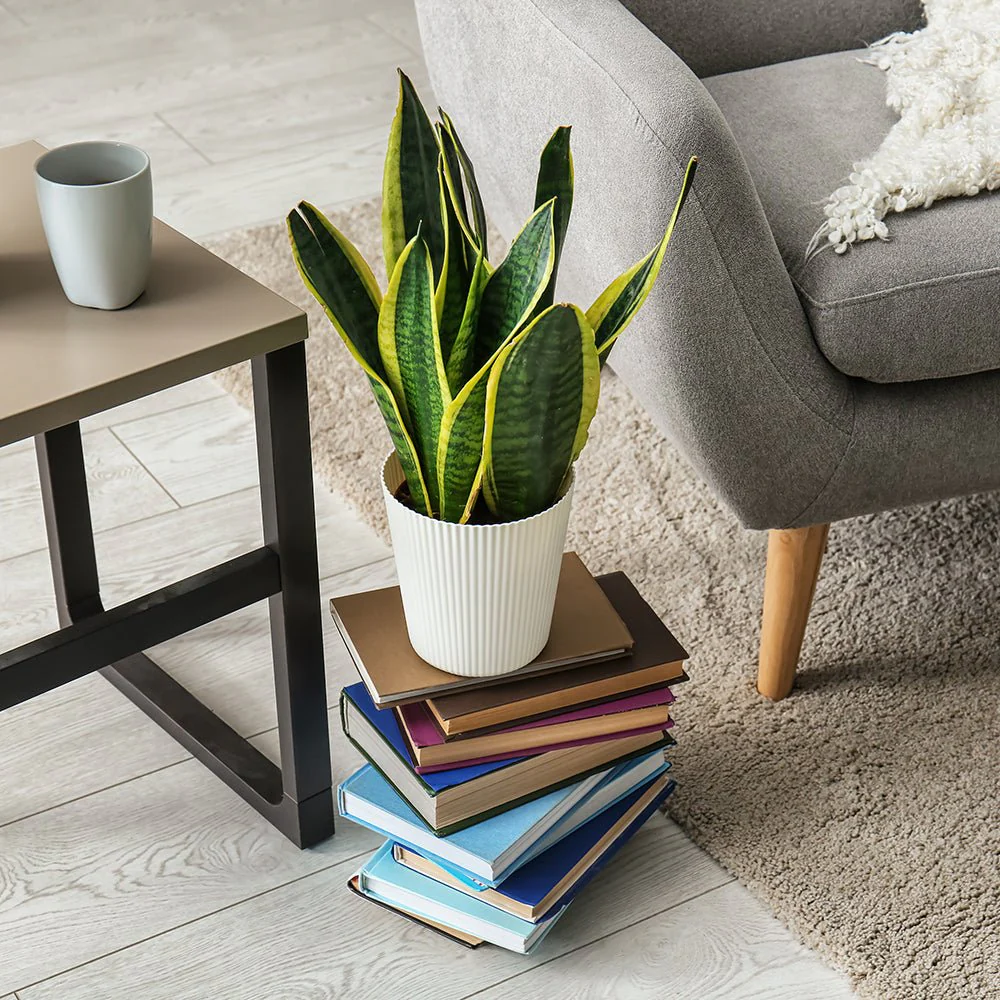 Sansevieria (Limba Soacrei) Laurentii, 40 cm, planta de interior purificatoare de aer, frunze verzi cu margini galbene elegante, ingrijire foatre usoara - Image 9