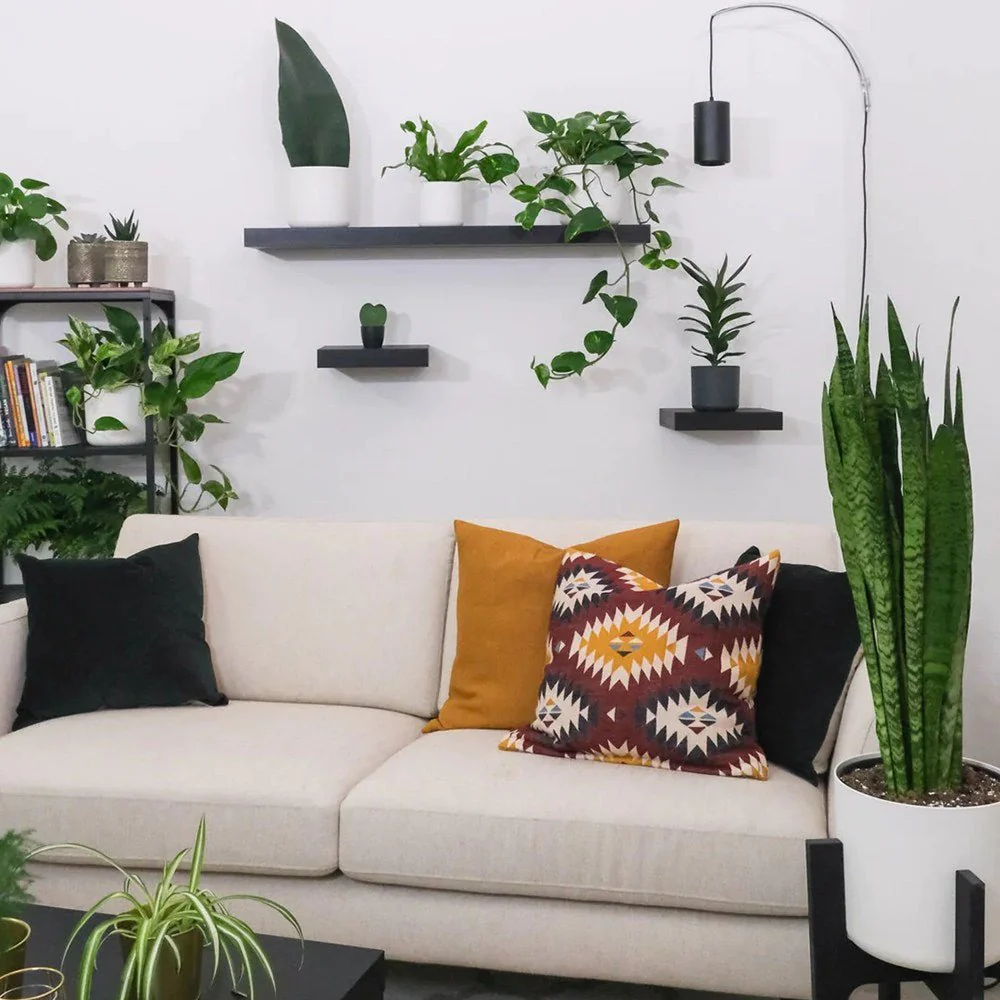 Sansevieria (Limba Soacrei) Zeylanica, 60-70 cm, planta de interior rezistenta, purificatoare de aer, frunze verzi cu dungi argintii elegante, ingrijire usoara - Image 3