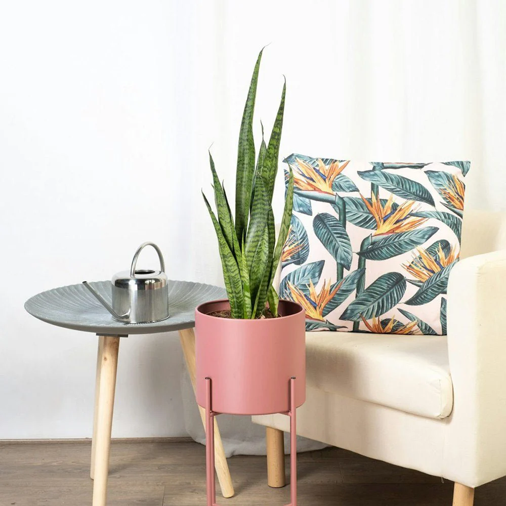 Sansevieria (Limba Soacrei) Zeylanica, 60-70 cm, planta de interior rezistenta, purificatoare de aer, frunze verzi cu dungi argintii elegante, ingrijire usoara - Image 4