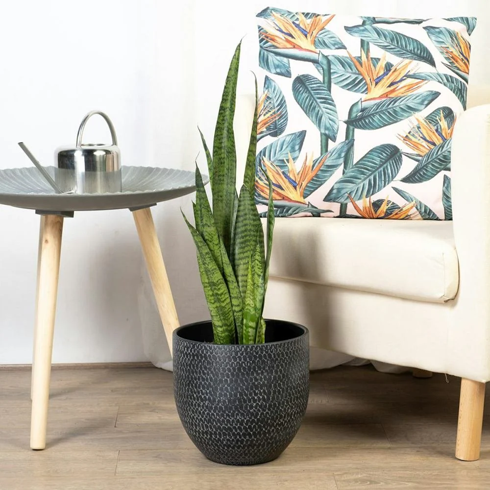 Sansevieria (Limba Soacrei) Zeylanica, 60-70 cm, planta de interior rezistenta, purificatoare de aer, frunze verzi cu dungi argintii elegante, ingrijire usoara - Image 5