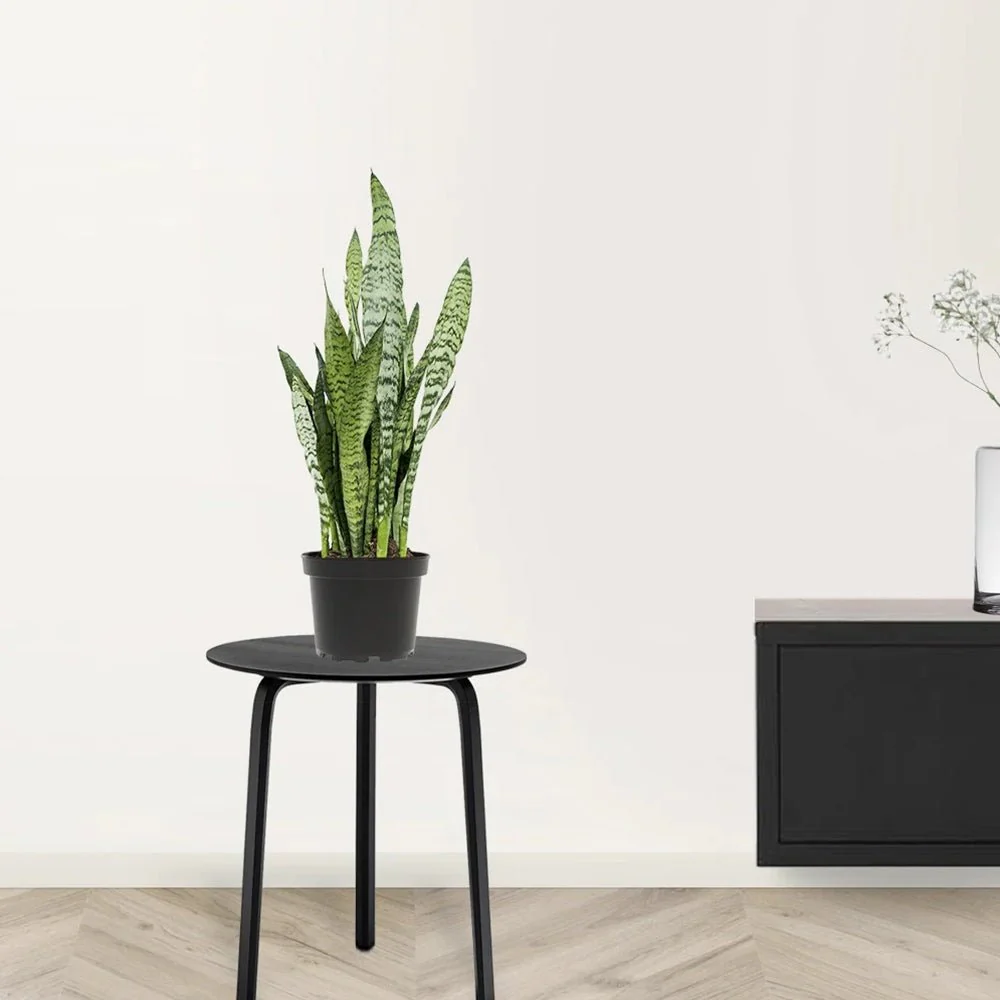 Sansevieria (Limba Soacrei) Zeylanica, 60-70 cm, planta de interior rezistenta, purificatoare de aer, frunze verzi cu dungi argintii elegante, ingrijire usoara - Image 6