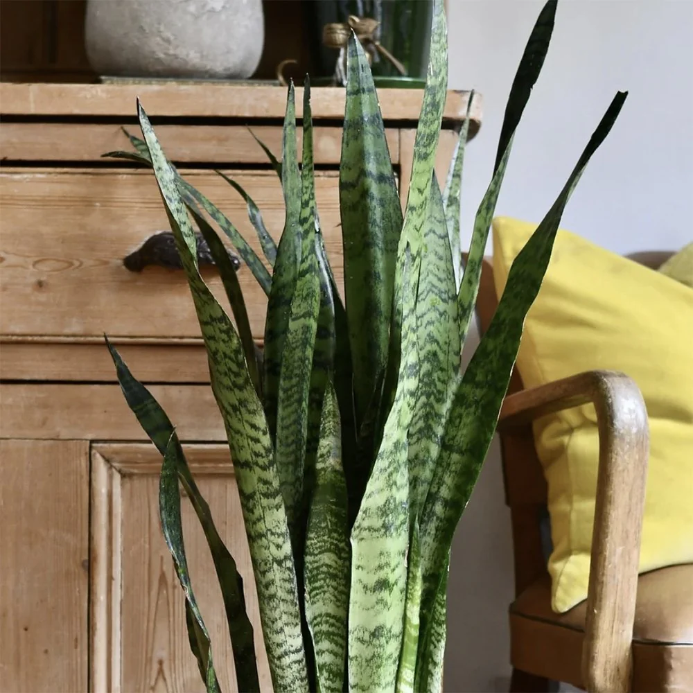 Sansevieria (Limba Soacrei) Zeylanica, 60-70 cm, planta de interior rezistenta, purificatoare de aer, frunze verzi cu dungi argintii elegante, ingrijire usoara - Image 7
