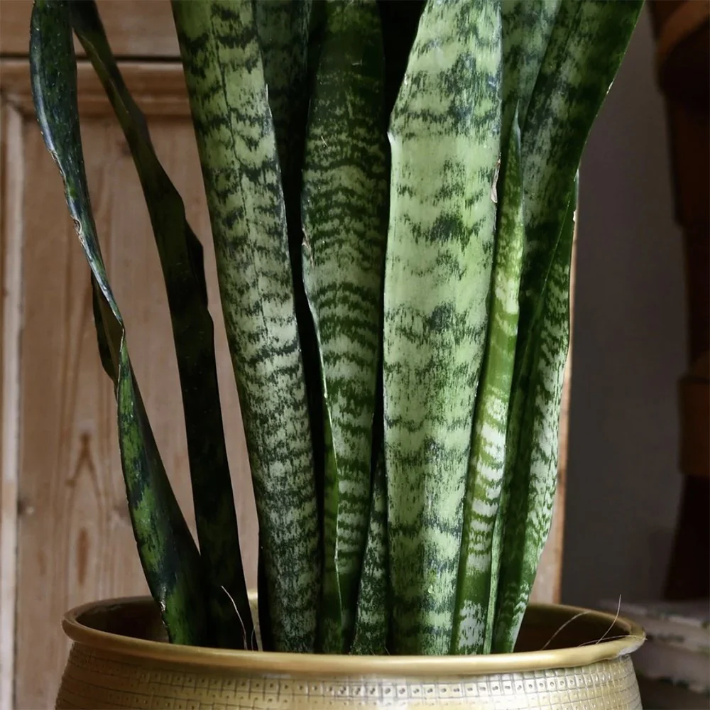 Sansevieria (Limba Soacrei) Zeylanica, 60-70 cm, planta de interior rezistenta, purificatoare de aer, frunze verzi cu dungi argintii elegante, ingrijire usoara - Image 8