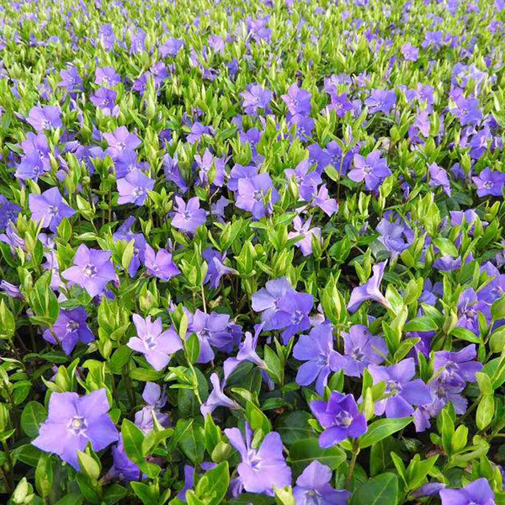 Saschiu cu frunza mare (Vinca Major), taratoare, vesnic verde cu flori albastre-mov, pentru semi-umbra sau umbra - Image 4