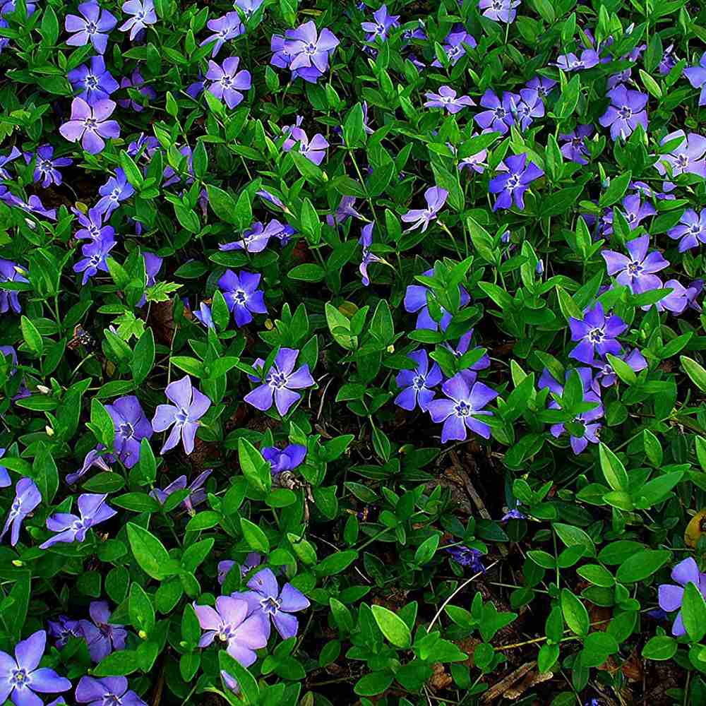 Saschiu cu frunza mare (Vinca Major), taratoare, vesnic verde cu flori albastre-mov, pentru semi-umbra sau umbra - Image 5