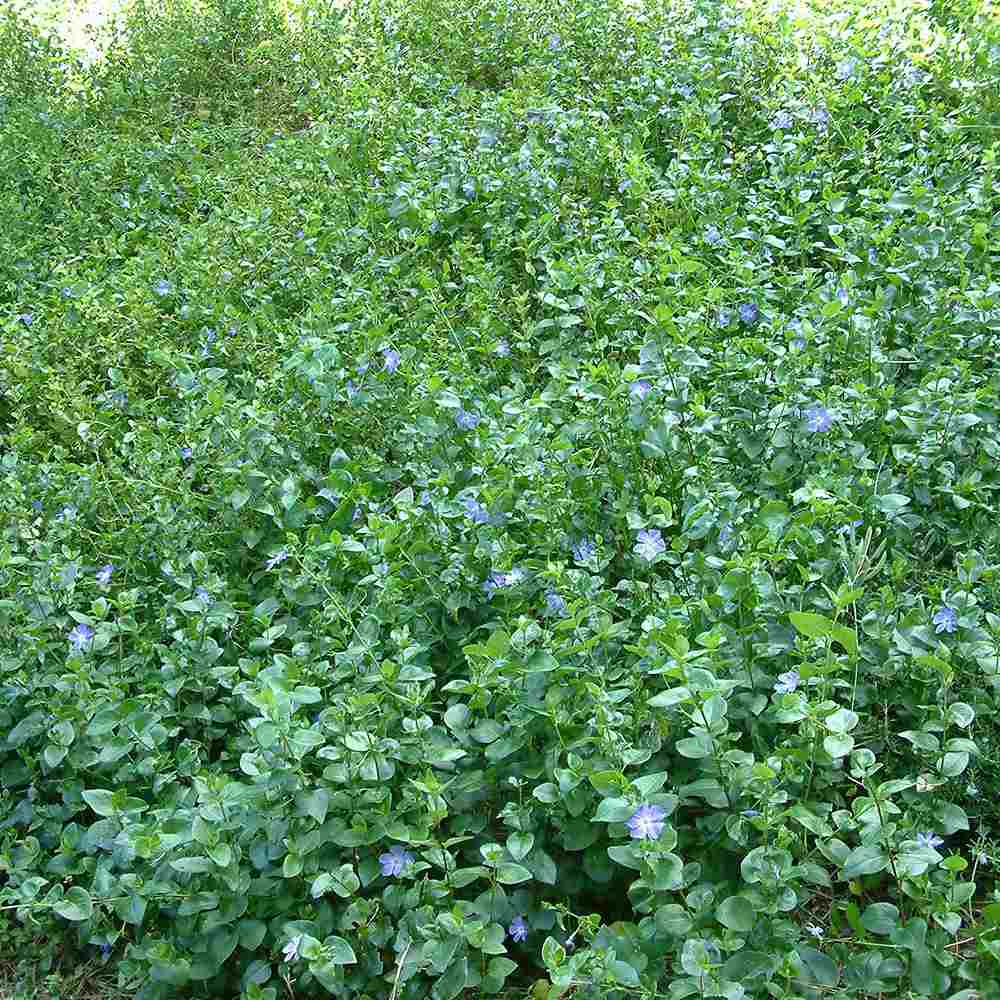 Saschiu cu frunza mare (Vinca Major), taratoare, vesnic verde cu flori albastre-mov, pentru semi-umbra sau umbra - Image 6