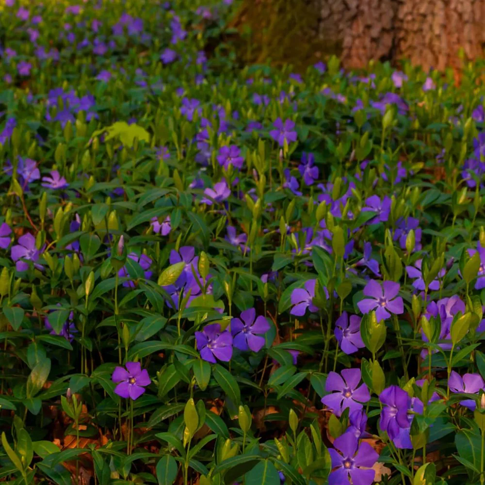 Saschiu cu frunza mica (Vinca Minor), taratoare, vesnic verde cu flori albastre-mov, semi-umbra sau umbra - Image 10