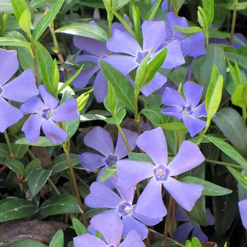 Saschiu cu frunza mica (Vinca Minor), taratoare, vesnic verde cu flori albastre-mov, semi-umbra sau umbra - Image 13