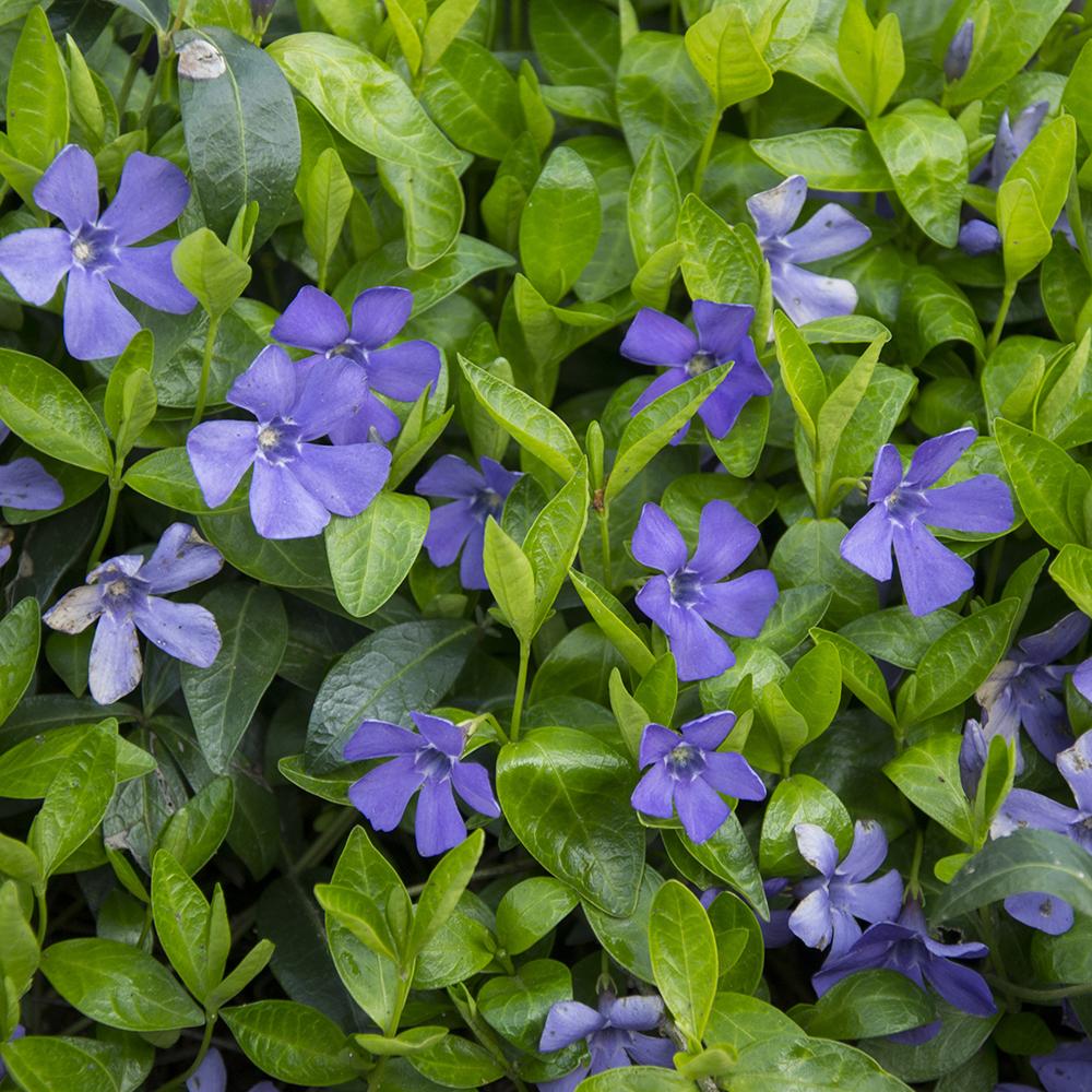 Saschiu cu frunza mica (Vinca Minor), taratoare, vesnic verde cu flori albastre-mov, semi-umbra sau umbra - Image 3