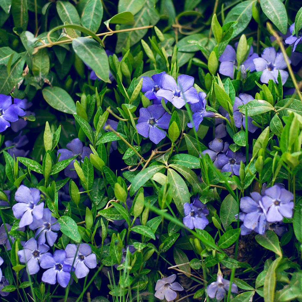 Saschiu cu frunza mica (Vinca Minor), taratoare, vesnic verde cu flori albastre-mov, semi-umbra sau umbra - Image 4