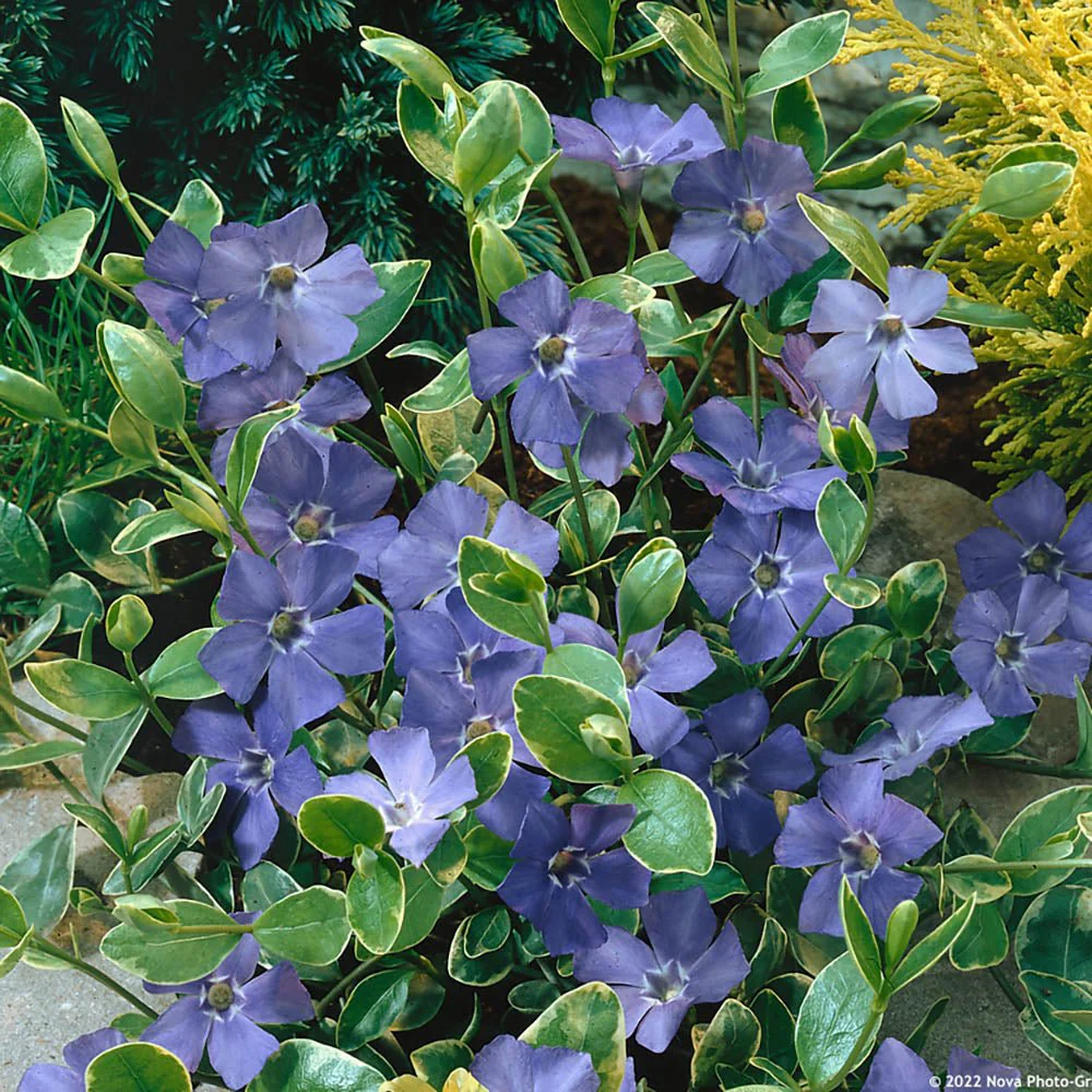 Saschiu cu frunza mica (Vinca Minor), taratoare, vesnic verde cu flori albastre-mov, semi-umbra sau umbra - Image 5