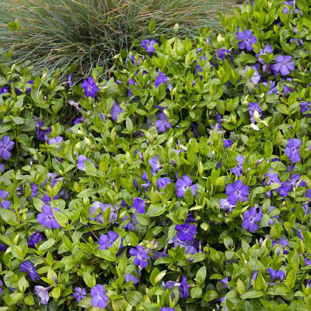 Saschiu cu frunza mica (Vinca Minor), taratoare, vesnic verde cu flori albastre-mov, semi-umbra sau umbra - Image 6