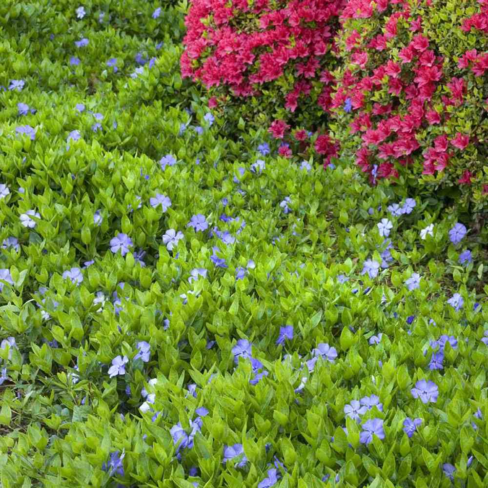 Saschiu cu frunza mica (Vinca Minor), taratoare, vesnic verde cu flori albastre-mov, semi-umbra sau umbra - Image 7