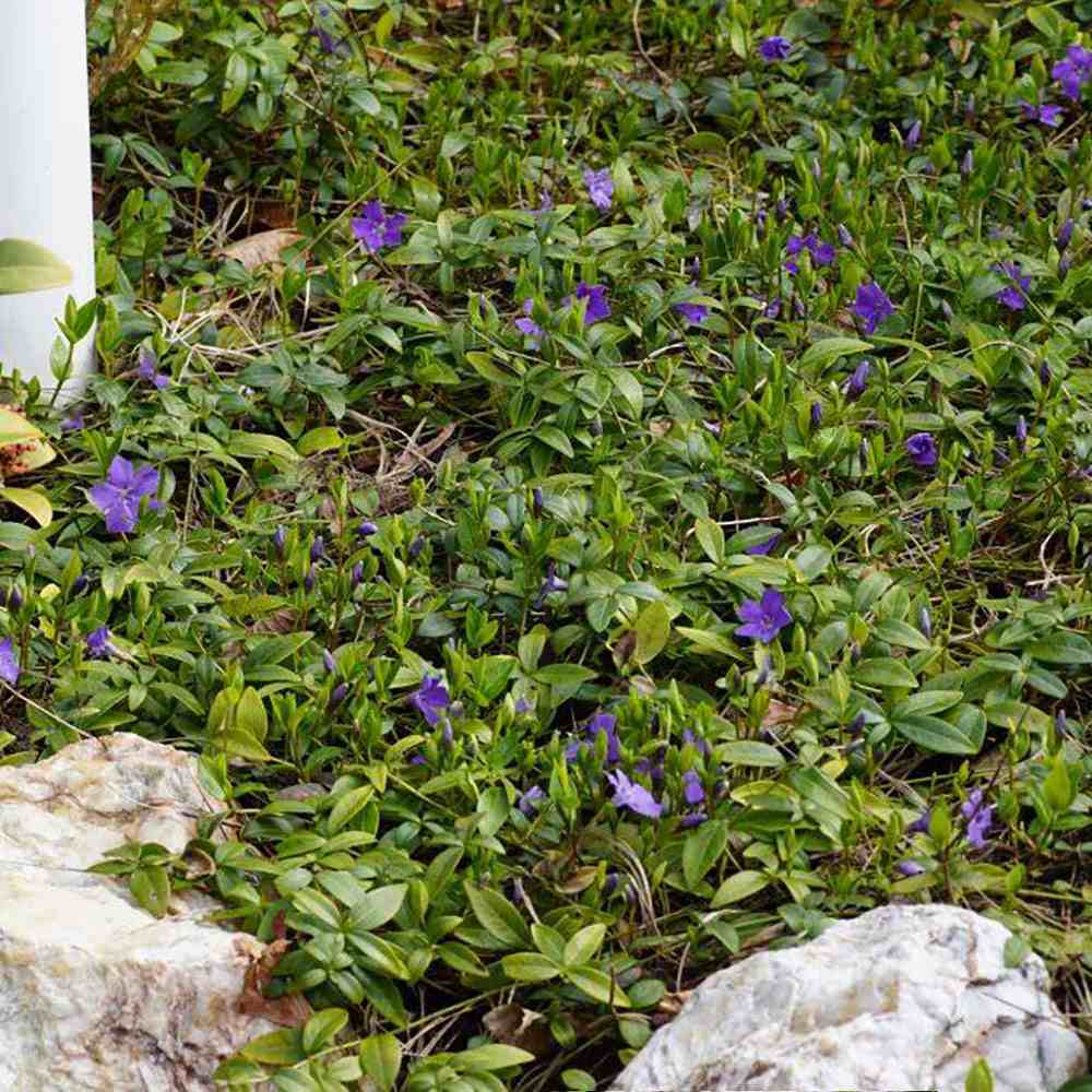 Saschiu cu frunza mica (Vinca Minor), taratoare, vesnic verde cu flori albastre-mov, semi-umbra sau umbra - Image 9