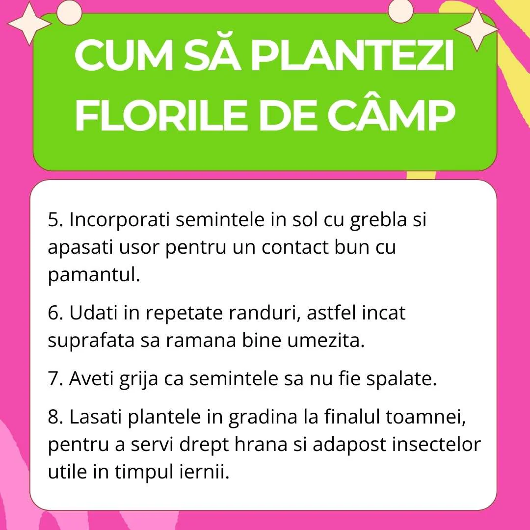 Amestec Seminte Flori de Camp - Bufet de Fluturi, 100g,  pentru 100m² - Image 5