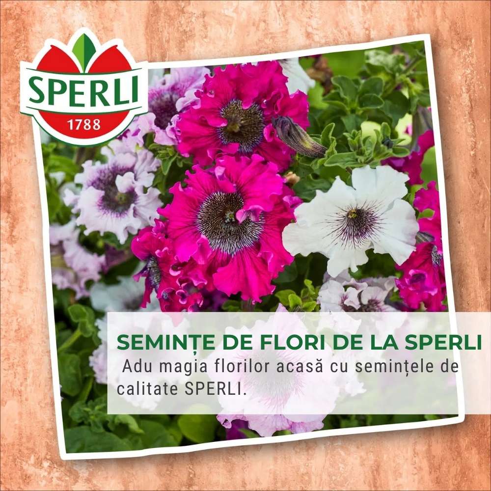 Seminte clopotei SPERLI – amestec dublu pentru gradina, ajunge pentru 100 Plante, cu protectie germinatie - Image 3