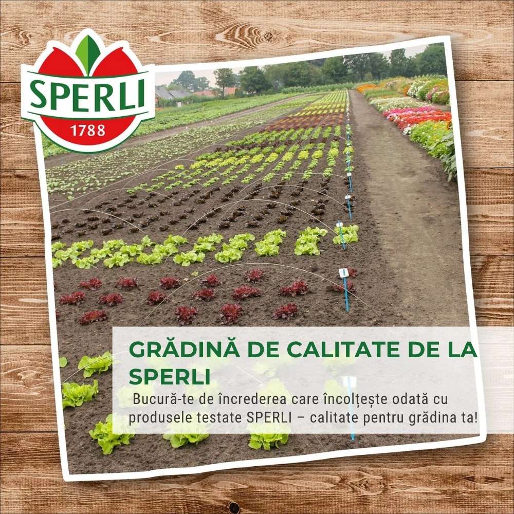 Seminte clopotei SPERLI – amestec dublu pentru gradina, ajunge pentru 100 Plante, cu protectie germinatie - Image 4