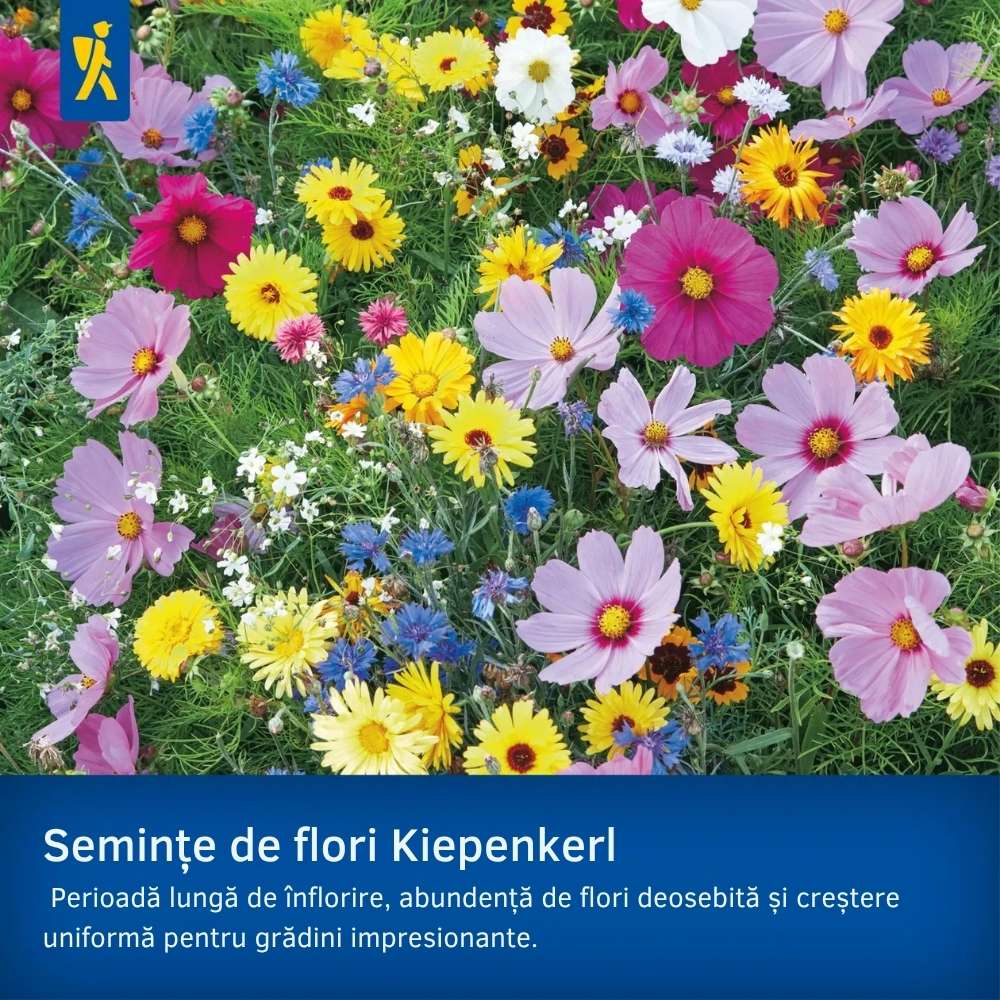 Seminte de barba-imparatului – amestec Duplika, flori bienale, ajunge pentru 60 Plante - Image 3