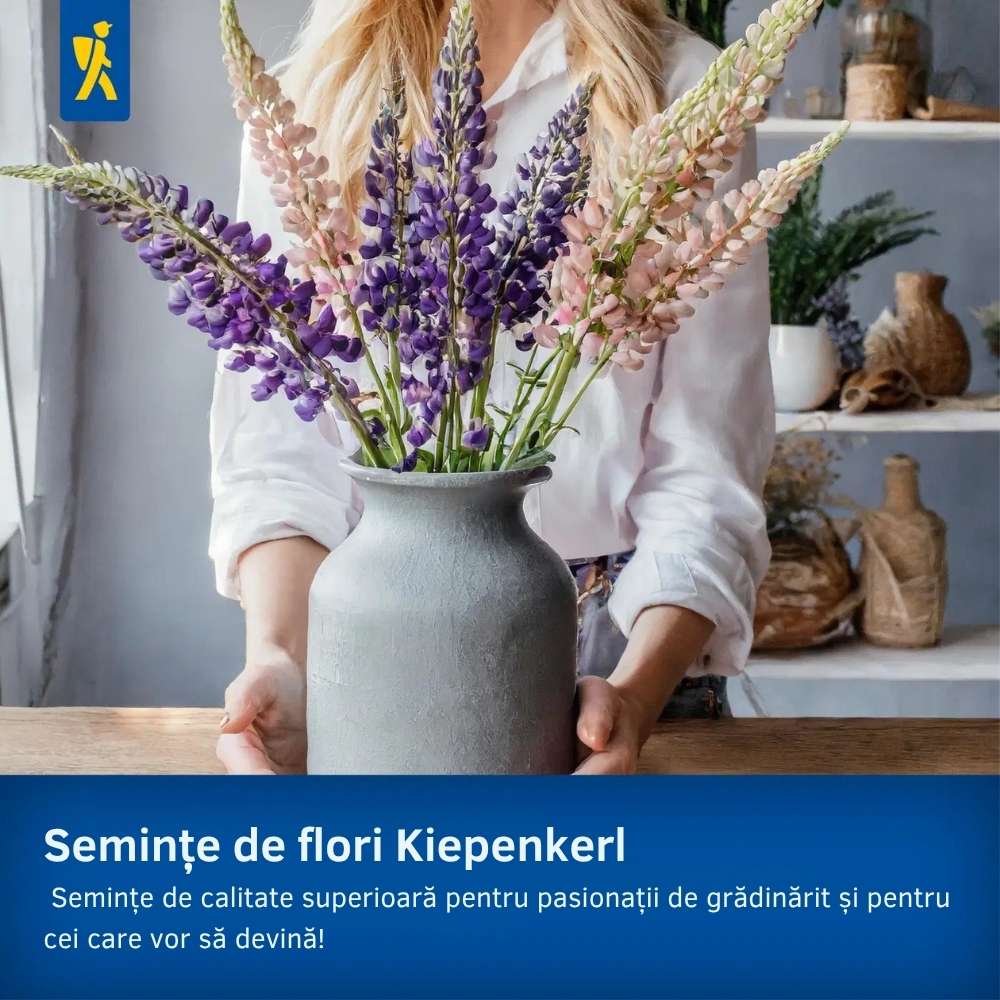 Seminte de barba-imparatului – amestec Duplika, flori bienale, ajunge pentru 60 Plante - Image 4