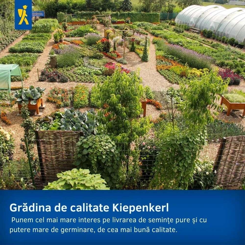 Seminte de barba-imparatului – amestec Duplika, flori bienale, ajunge pentru 60 Plante - Image 7