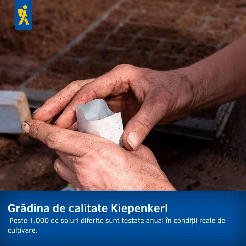 Seminte de barba-imparatului – amestec Duplika, flori bienale, ajunge pentru 60 Plante - Image 8