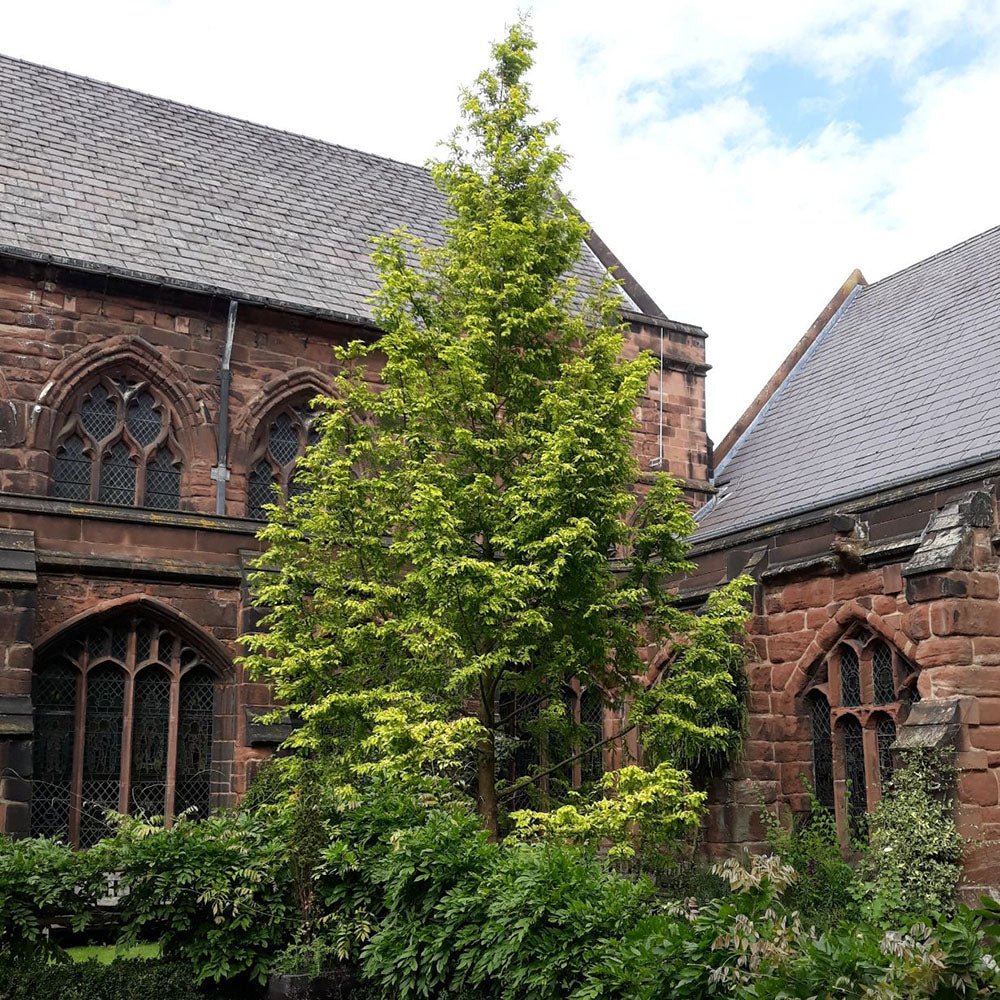 Arborele Sequoia Goldrush (Metasequoia Glyptostroboides Gold Rush), arbore ornamental rar cu frunzis auriu, crestere rapida, fosil viu - Image 3