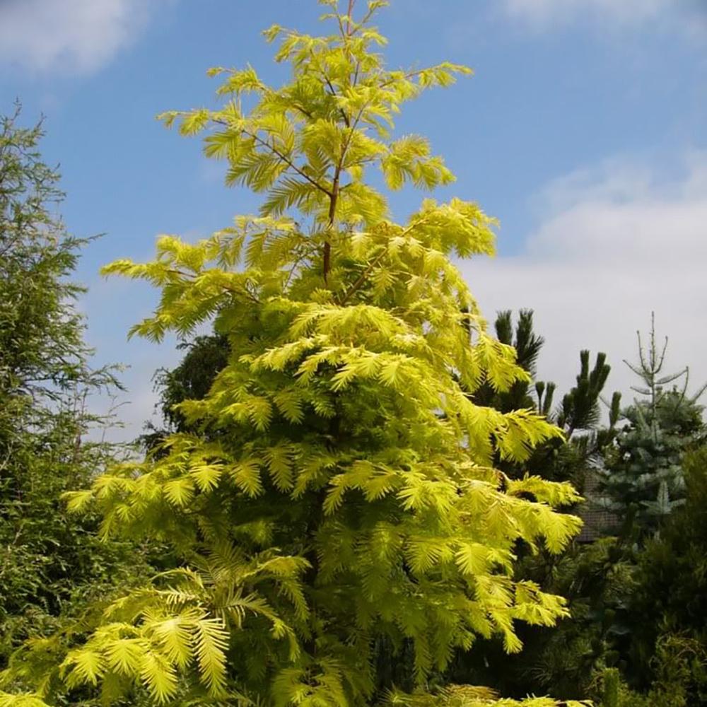 Arborele Sequoia Goldrush (Metasequoia Glyptostroboides Gold Rush), arbore ornamental rar cu frunzis auriu, crestere rapida, fosil viu - Image 4