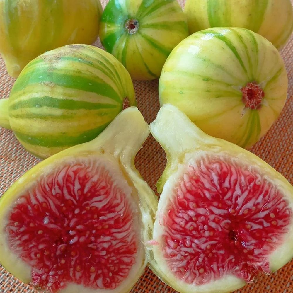 Smochin Copac (Ficus Carica) cu fructe dulci albe, an 2 pe rod - Image 4