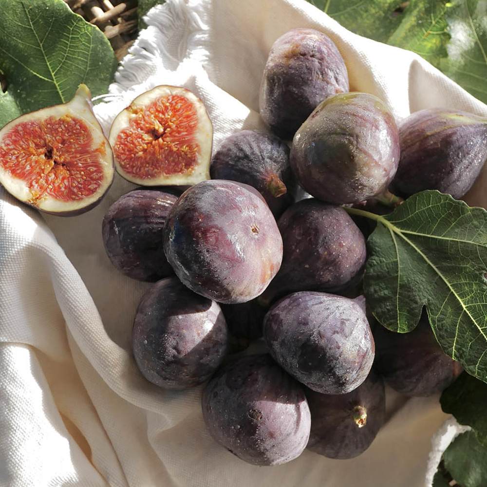 Smochin Copac (Ficus Carica) cu fructe dulci negre, an 2 pe rod - Image 4