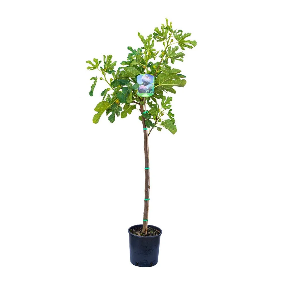 Smochin Copac (Ficus Carica) cu fructe dulci negre, an 2 pe rod - Image 6