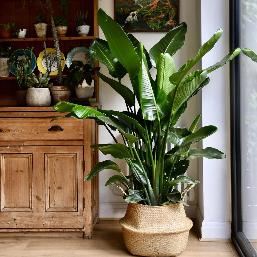 Strelitzia Nicolai, 150-160 cm, Pasarea alba a paradisului, planta exotica mare cu frunze uriase tropicale decorative pentru interior - Image 10