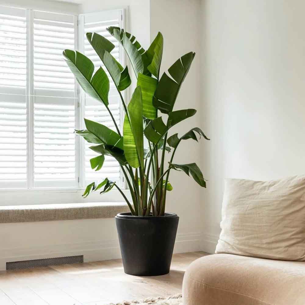 Strelitzia Nicolai, 150-160 cm, Pasarea alba a paradisului, planta exotica mare cu frunze uriase tropicale decorative pentru interior - Image 3