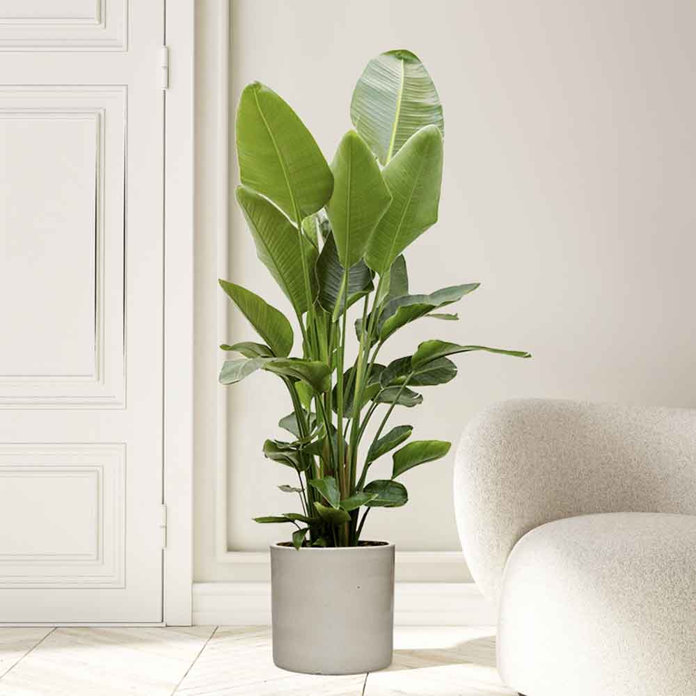 Strelitzia Nicolai, 150-160 cm, Pasarea alba a paradisului, planta exotica mare cu frunze uriase tropicale decorative pentru interior - Image 4