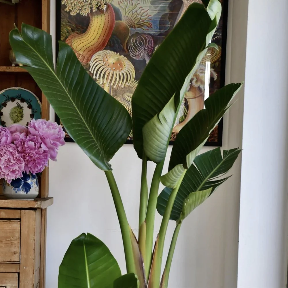 Strelitzia Nicolai, 150-160 cm, Pasarea alba a paradisului, planta exotica mare cu frunze uriase tropicale decorative pentru interior - Image 8