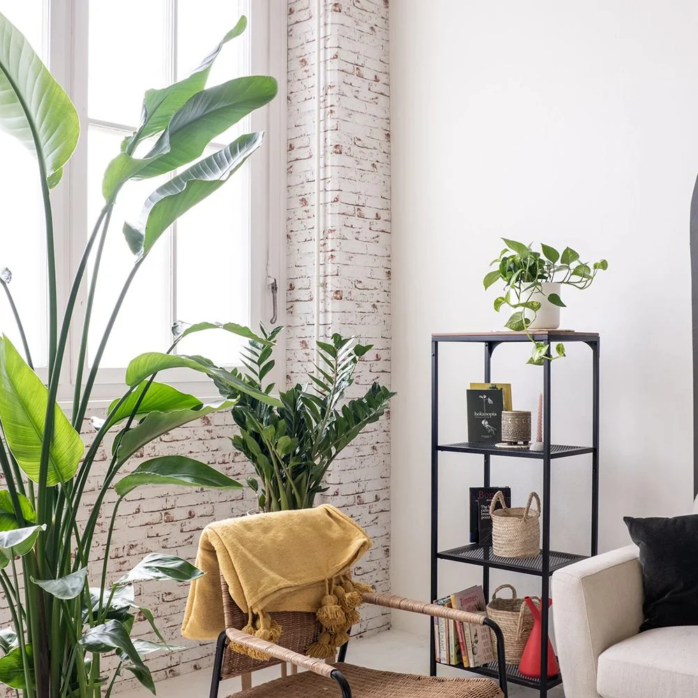 Strelitzia Nicolai, 150-160 cm, Pasarea alba a paradisului, planta exotica mare cu frunze uriase tropicale decorative pentru interior - Image 9