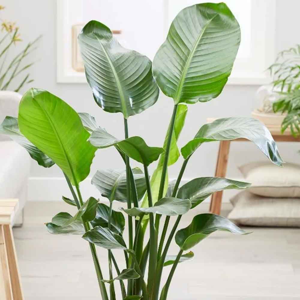 Strelitzia Nicolai, 200 cm, Pasarea alba a paradisului, planta exotica mare cu frunze uriase tropicale decorative pentru interior - Image 10