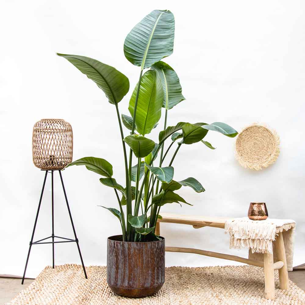 Strelitzia Nicolai, 200 cm, Pasarea alba a paradisului, planta exotica mare cu frunze uriase tropicale decorative pentru interior - Image 11