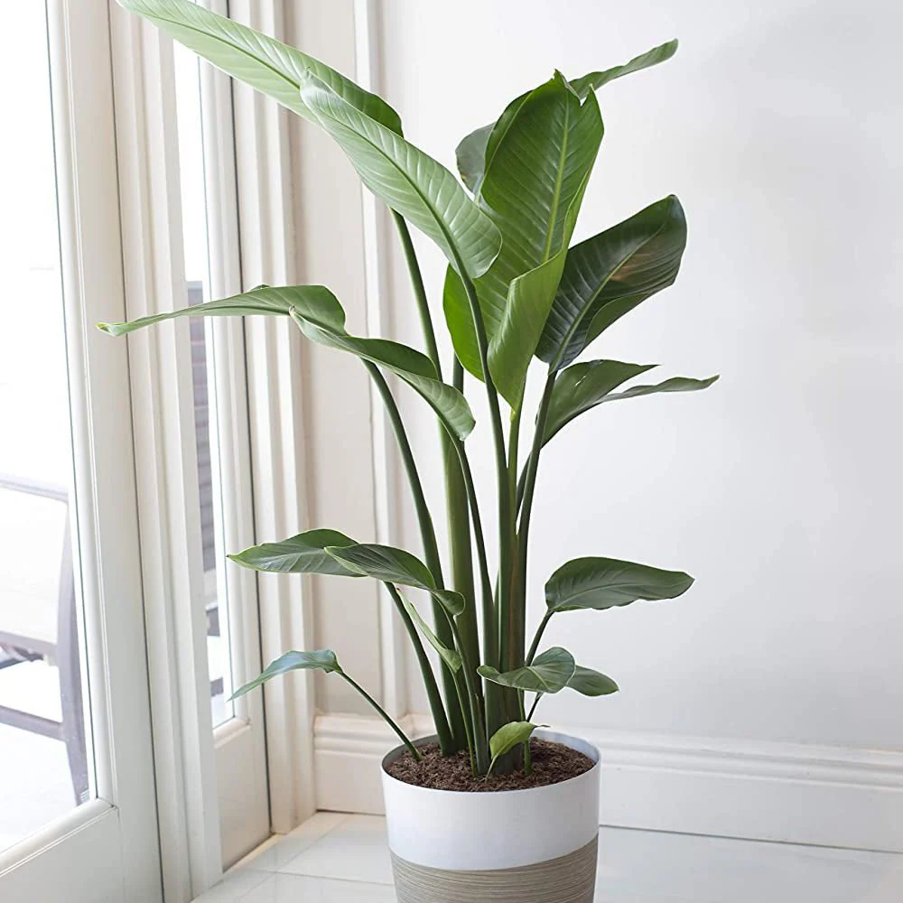 Strelitzia Nicolai, 200 cm, Pasarea alba a paradisului, planta exotica mare cu frunze uriase tropicale decorative pentru interior - Image 3