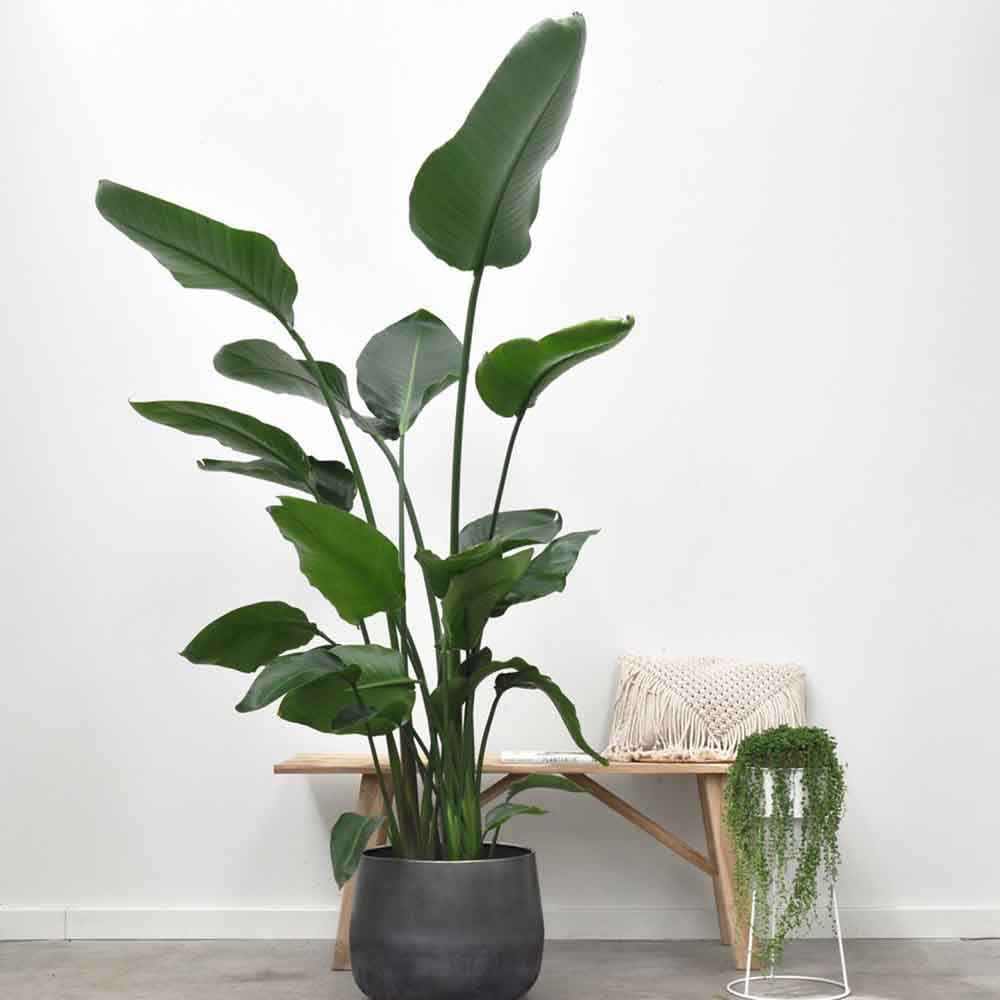 Strelitzia Nicolai, 200 cm, Pasarea alba a paradisului, planta exotica mare cu frunze uriase tropicale decorative pentru interior - Image 5
